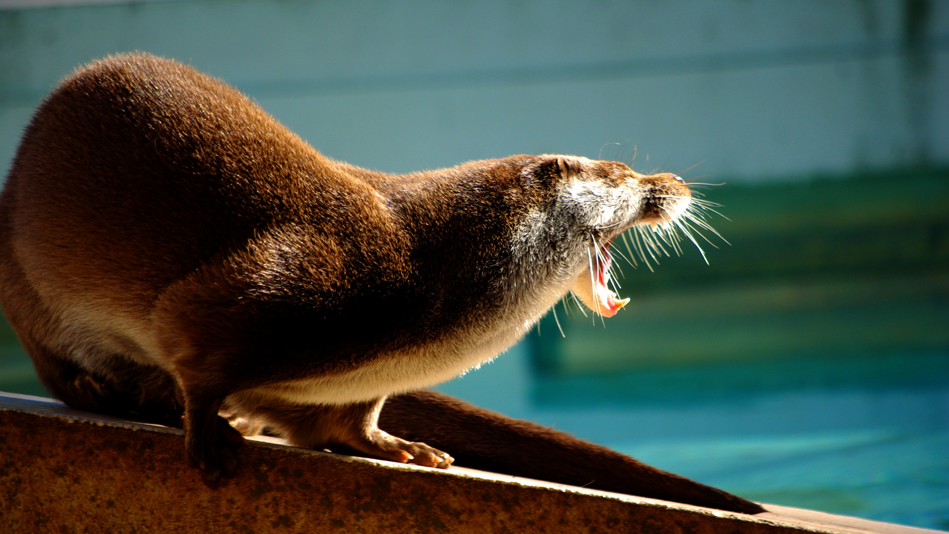 La loutre' de Lunaret ( Montpellier )