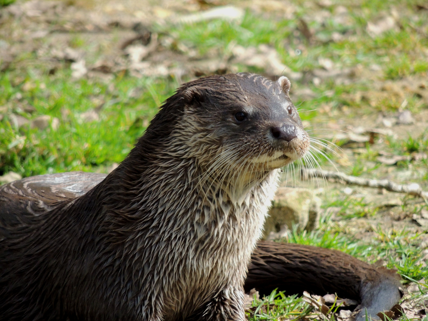 La loutre de nos rivières