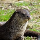 La loutre de nos rivières