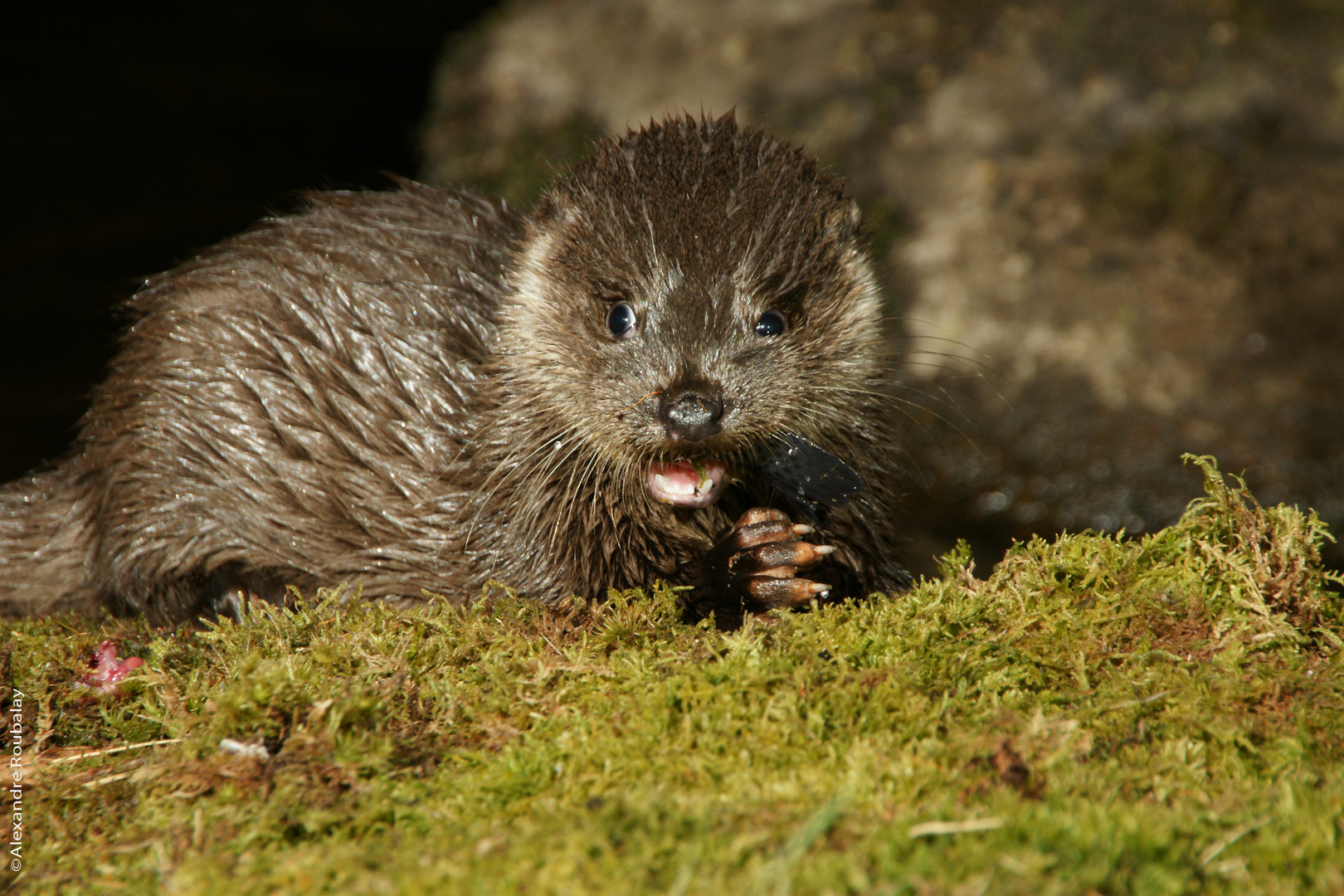 La Loutre d'Europe