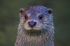 La loutre est curieuse