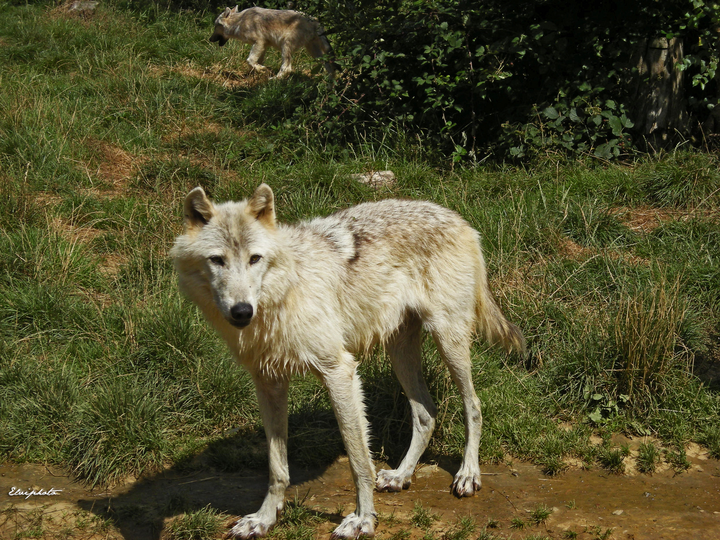 La Louve Photo Et Image Animaux Animations Photographiques Zoo Et Animaux En Captivite Images Fotocommunity