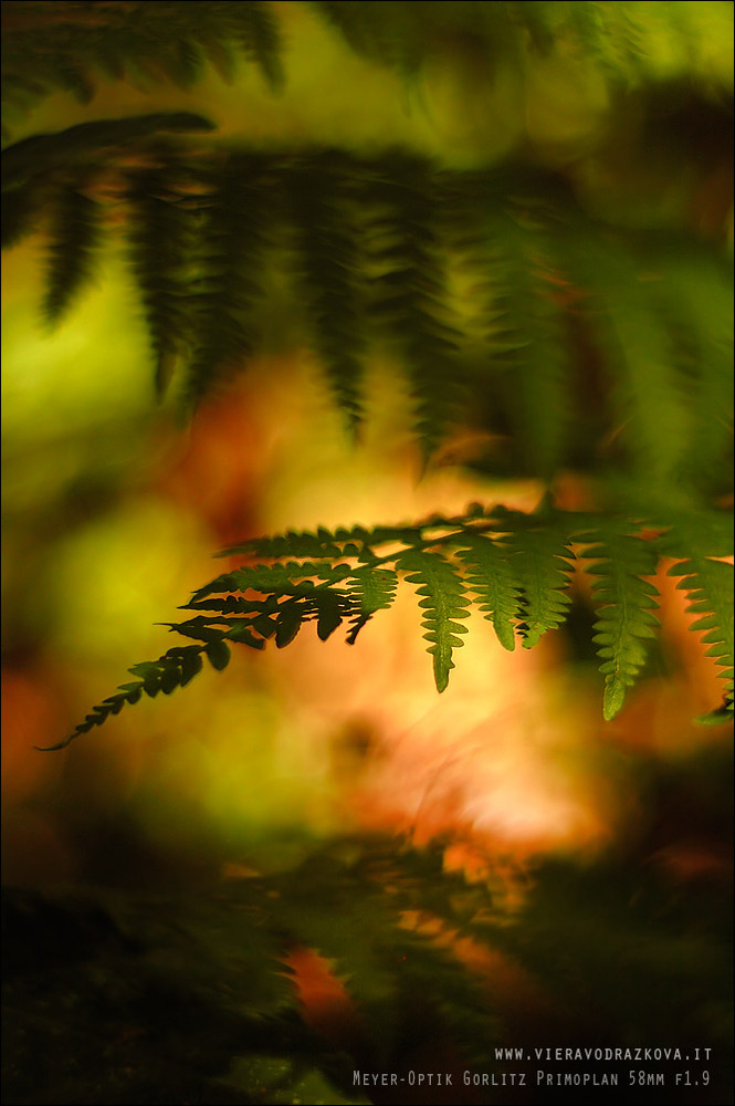 La luce del bosco