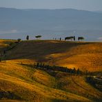 ~ La luce della Toscana ~