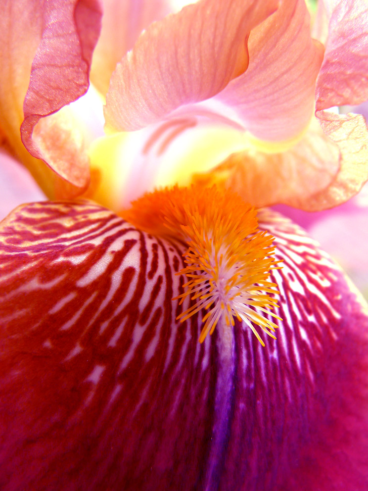 La luce di un iris Foto % Immagini| macro e close up, macro fiori e ...