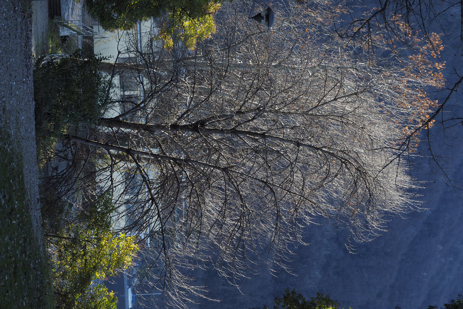 La luce e l'albero