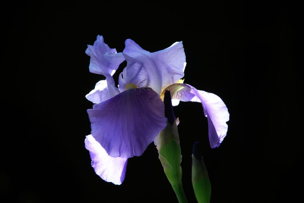 La luce e l'iris