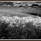 La luce feconda del grano