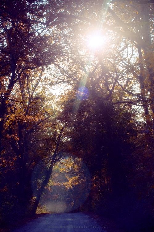 La Luce nel bosco