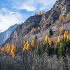 la luce nel bosco