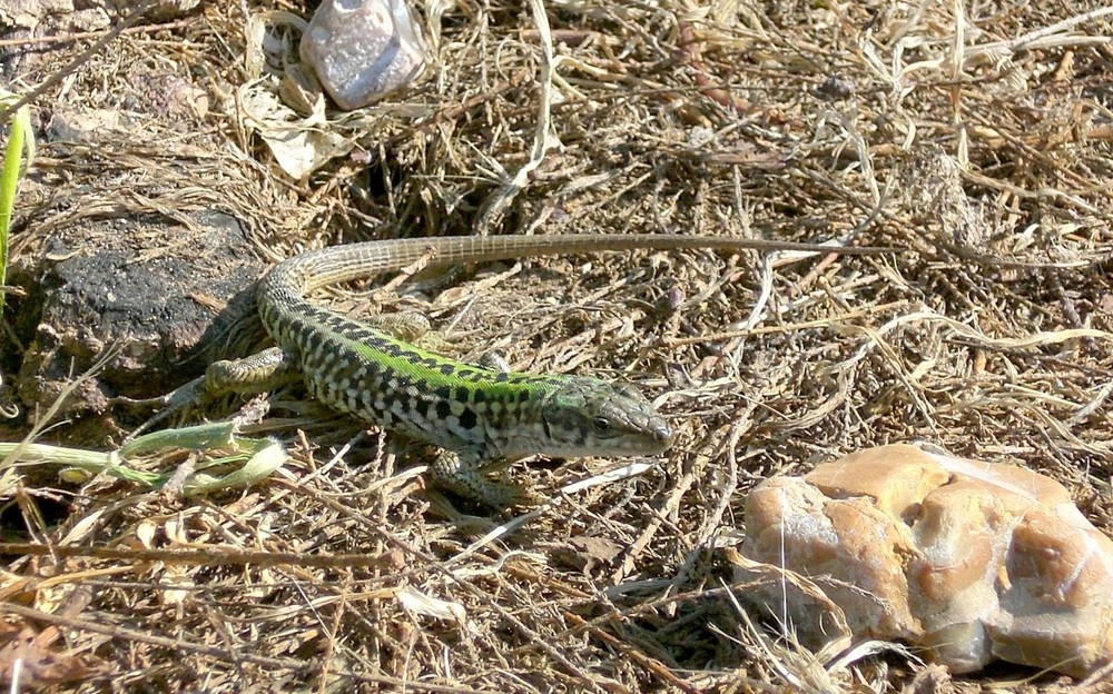 LA LUCERTOLA