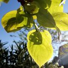 La lumiere à travers des feuilles  d'arbre