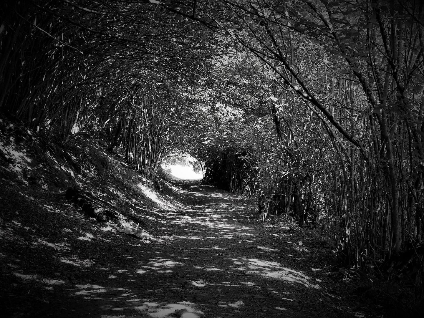 La lumière au bout du chemin