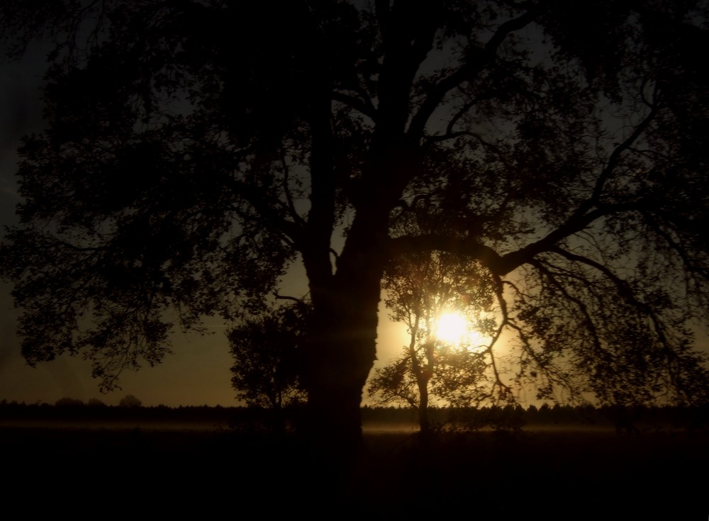 La lumière de l'arbre .