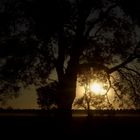 La lumière de l'arbre .