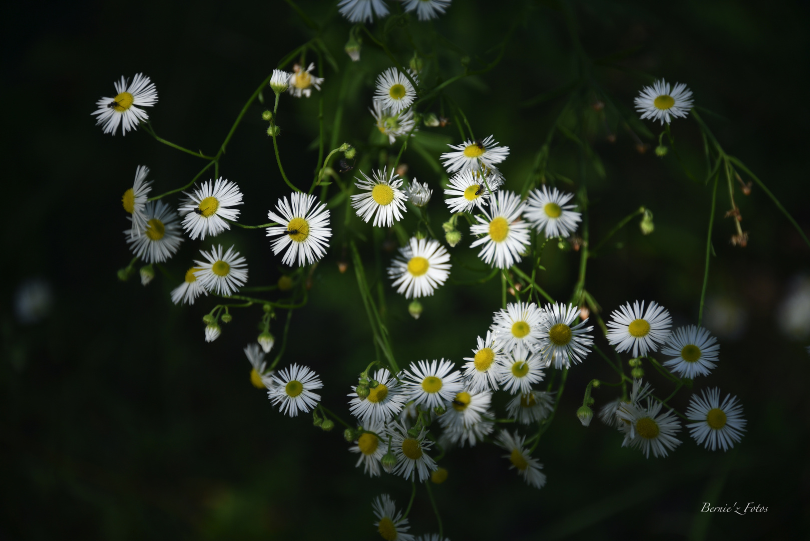 La lumière est dans la nature