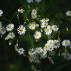 La lumière est dans la nature