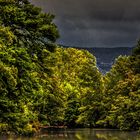 LA LUMIÈRE DANS LES ARBRES