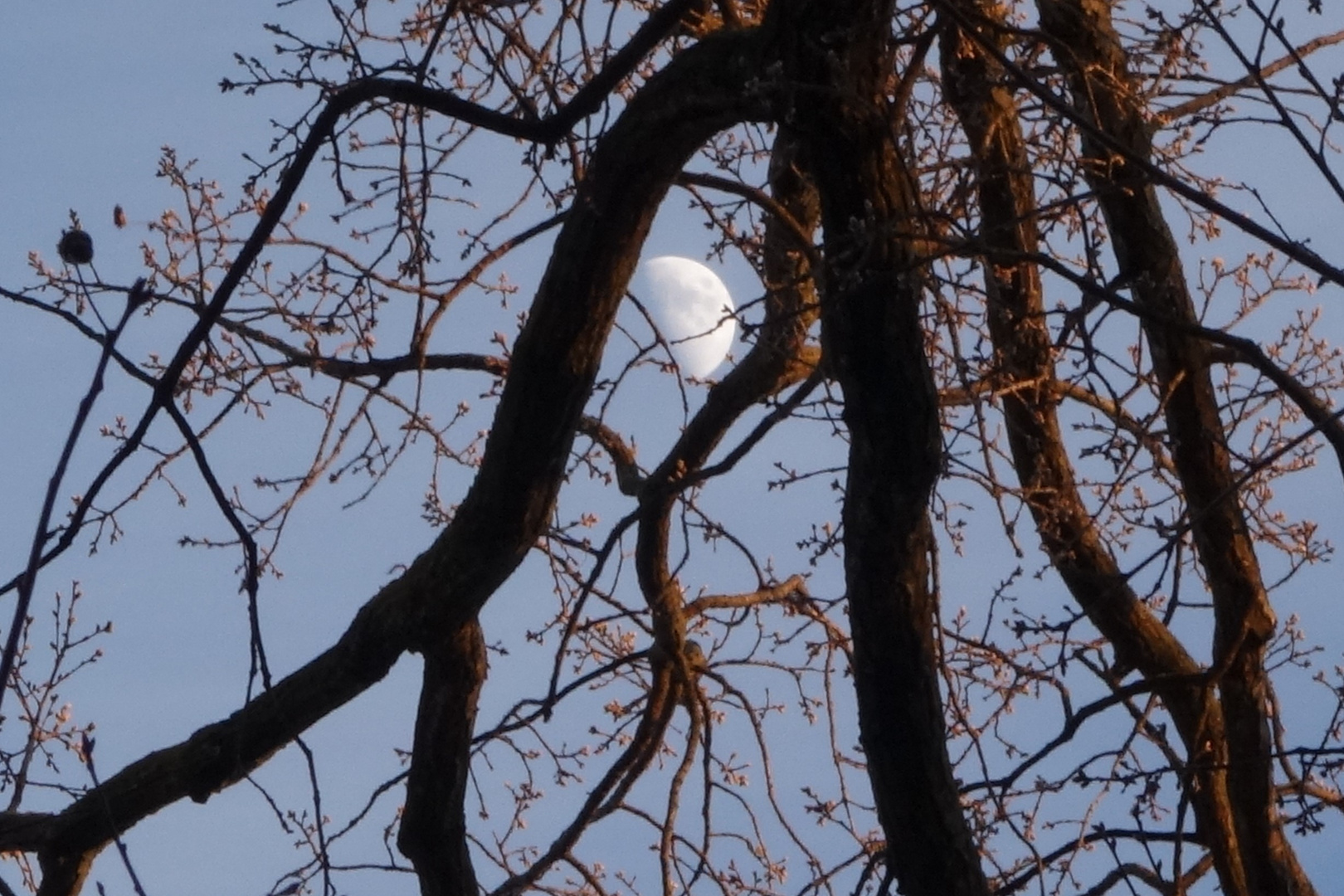 *La Luna*