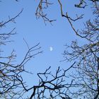 La luna ciglionese