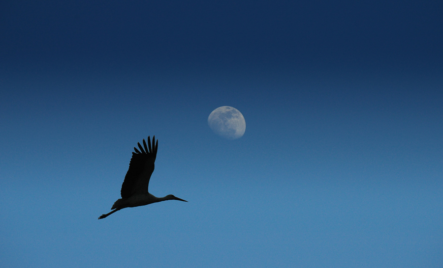 La luna e la cicogna