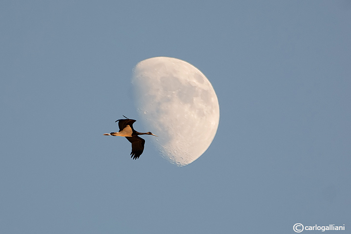 La luna e la cicogna nera