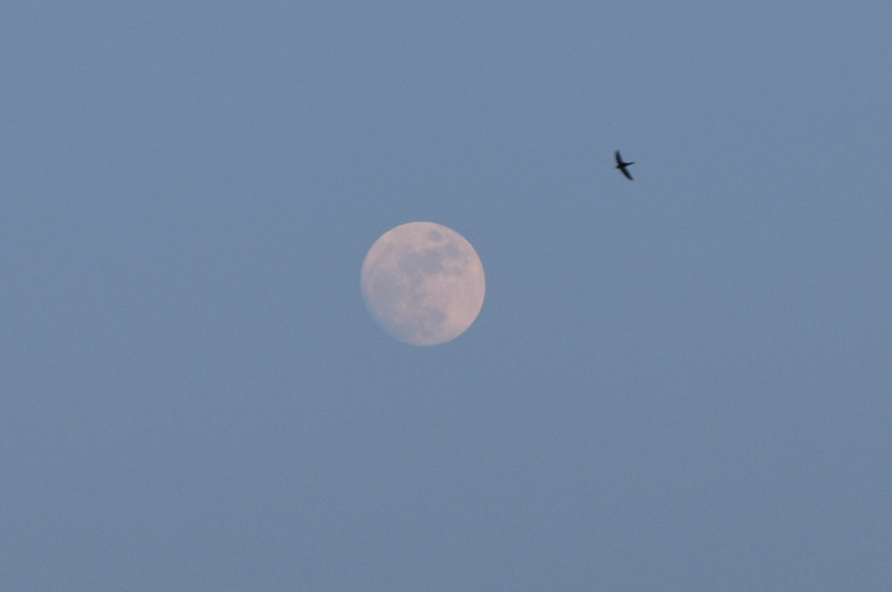 la luna e la rondine