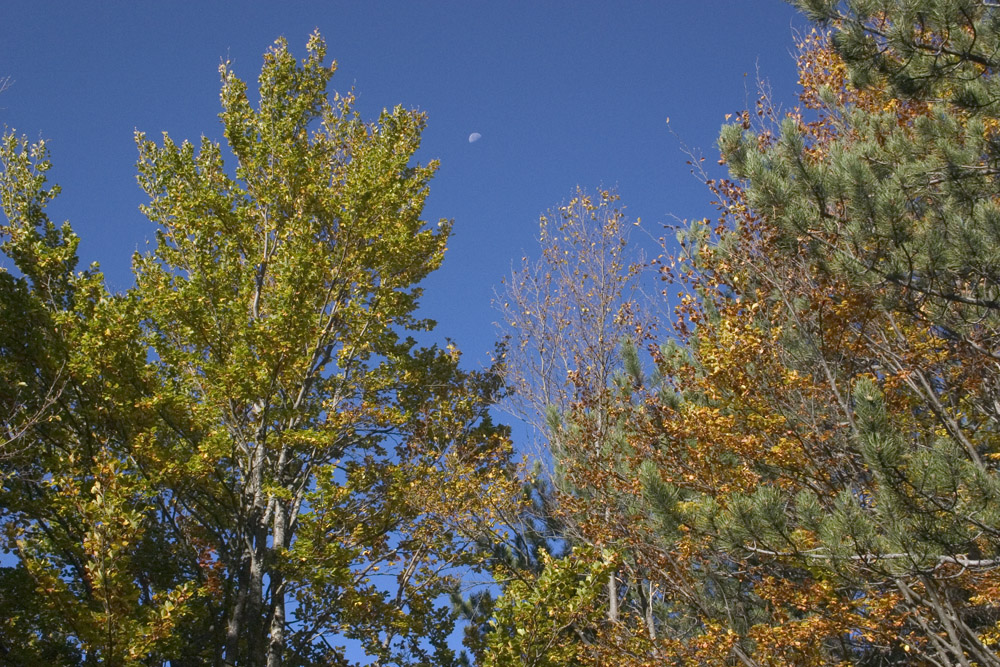 la luna nell'autunno...