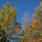 la luna nell'autunno...