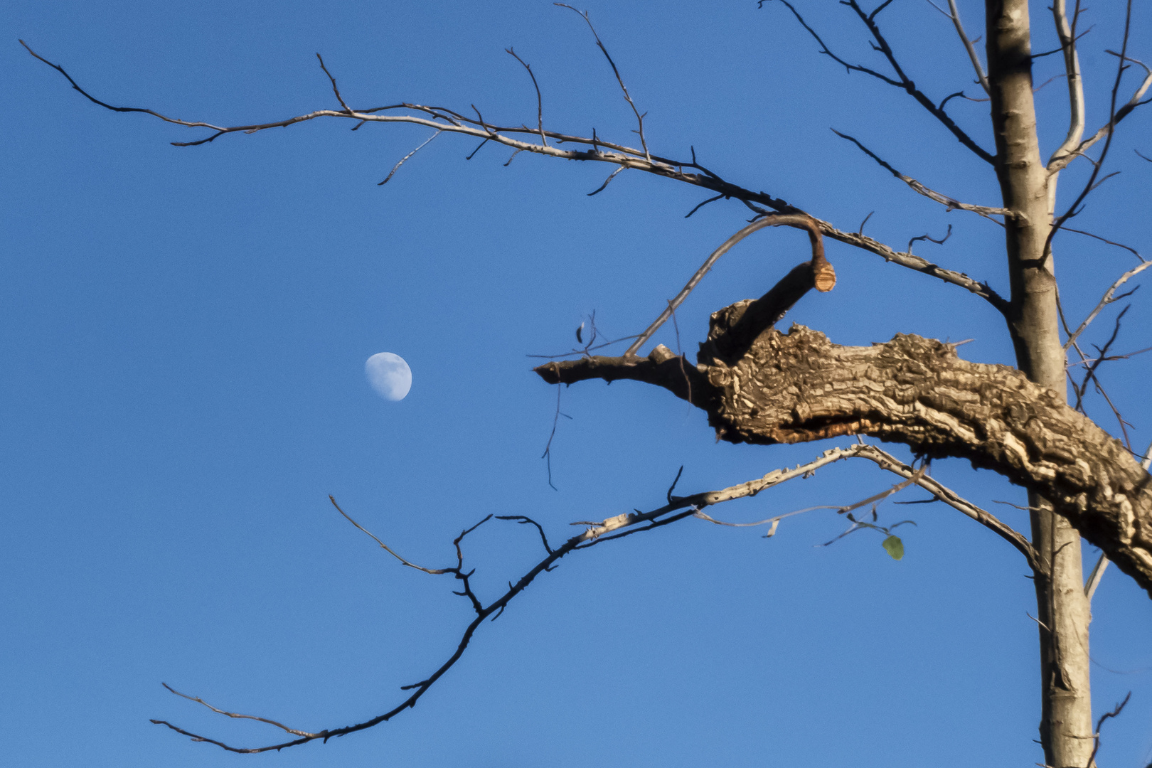 La luna tra i rami