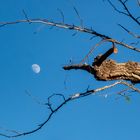 La luna tra i rami