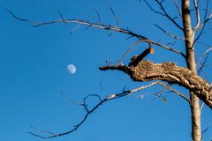 La luna tra i rami