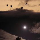 La luna y las grullas