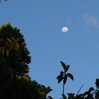 La lune en fin de journée