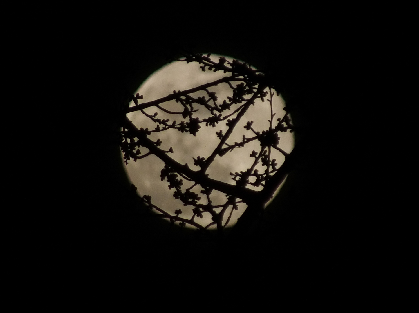 La lune en prisonniers des branches 