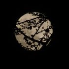 La lune en prisonniers des branches 