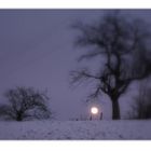 la lune et l'arbre