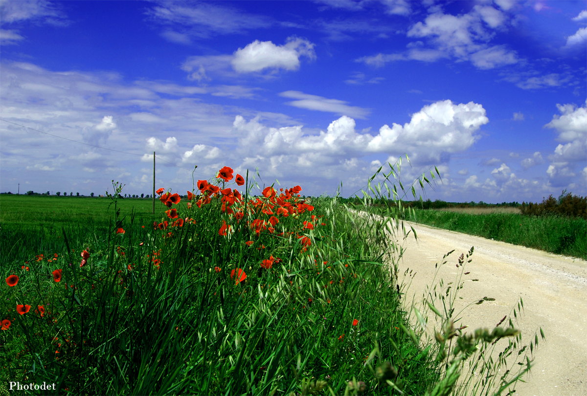 La lunga strada