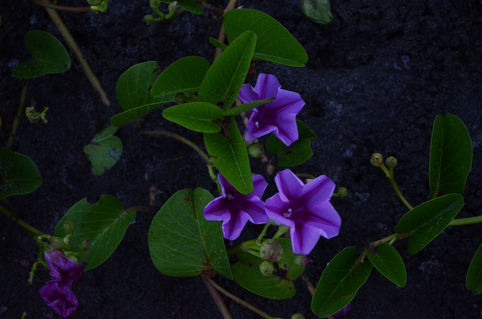 la luz de la flor azul