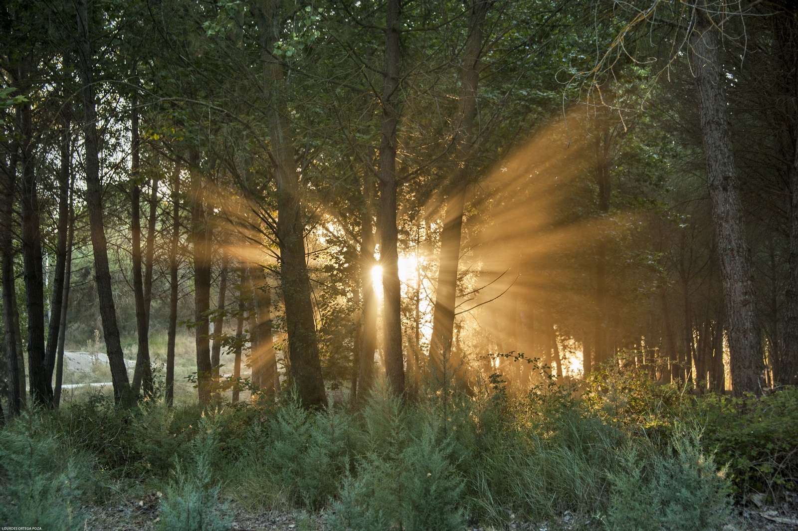 La luz del atardecer