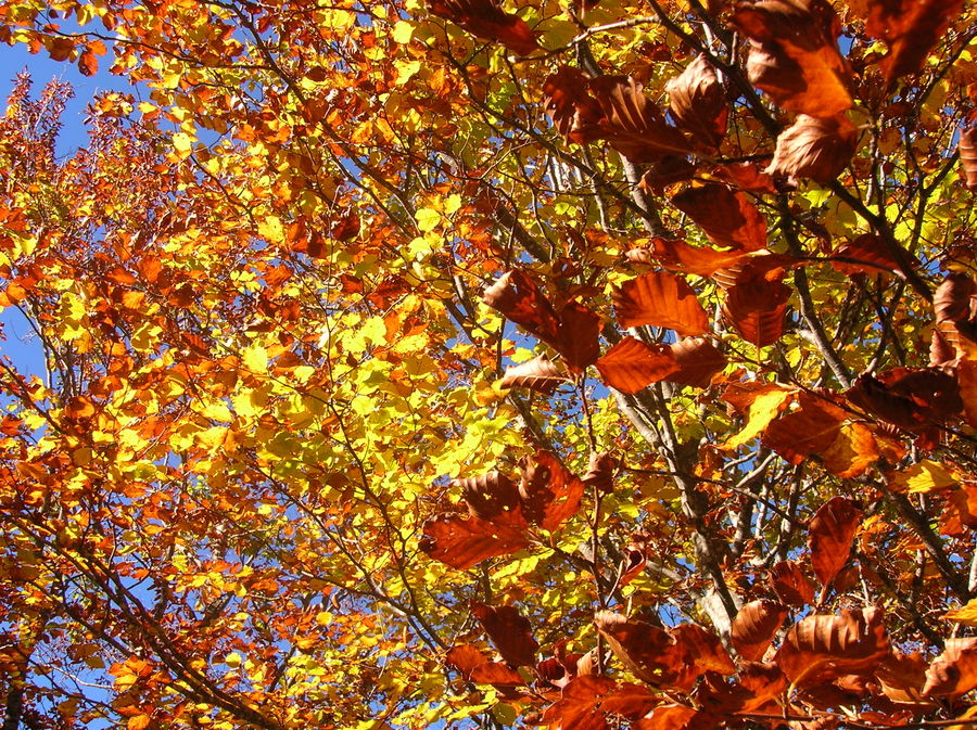 La luz del otoño.