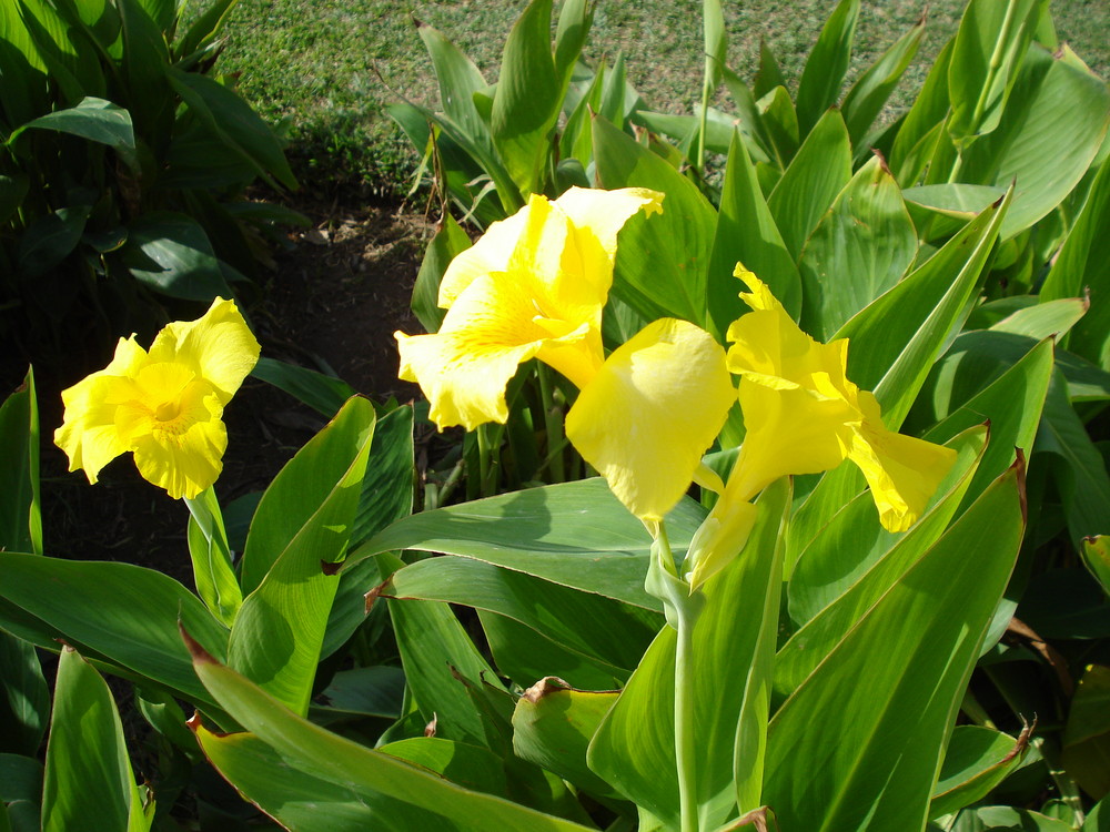 LA LUZ EN UNA FLOR de ANA ESTHER GONZALEZ GONZALEZ 