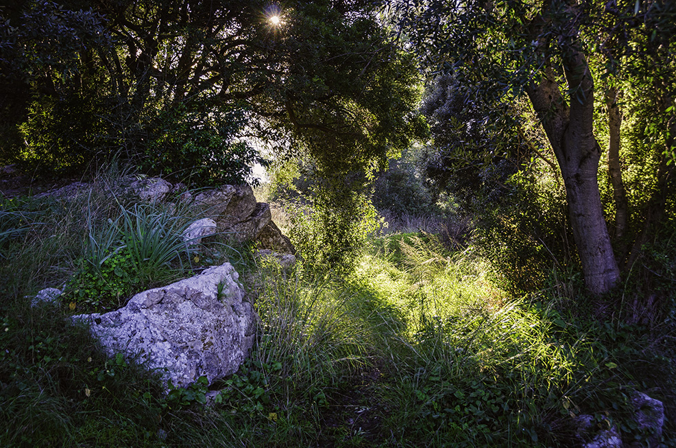 La luz llena de pétalos