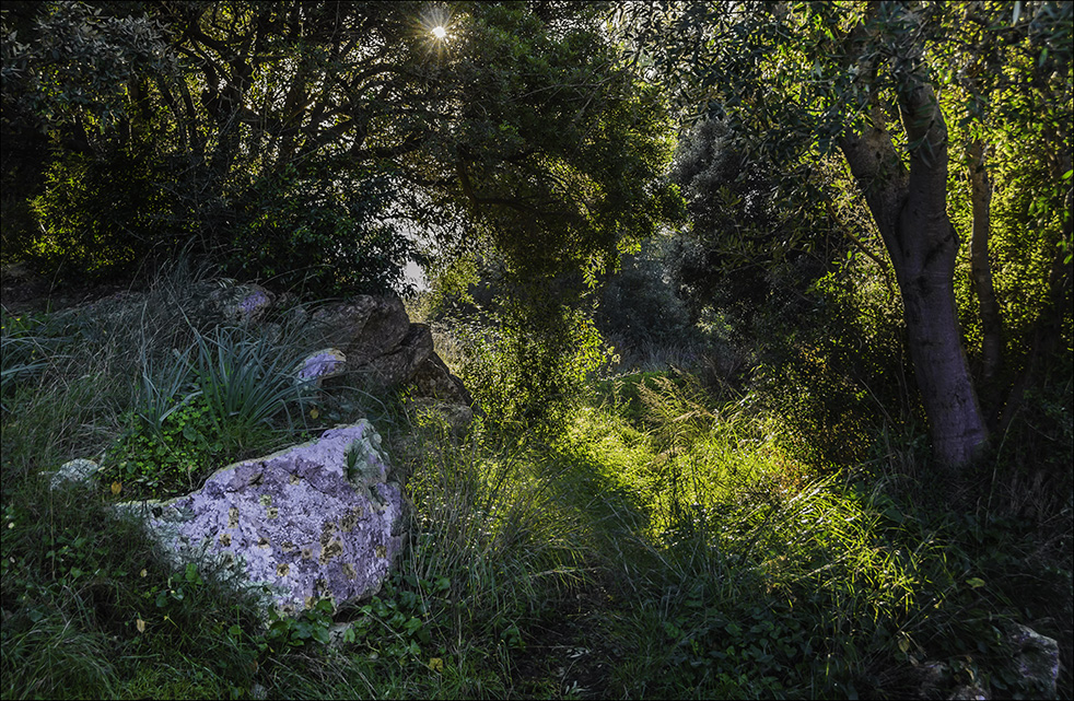 La luz llena de pétalos II