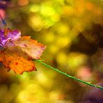 La luz y las hojas de colores.