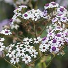 La macaronesia canaria. Flores.