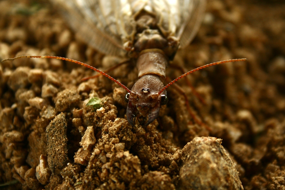 La Machaca