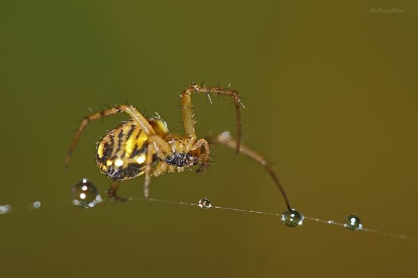 LA MAGA DEL EQUILIBRIO