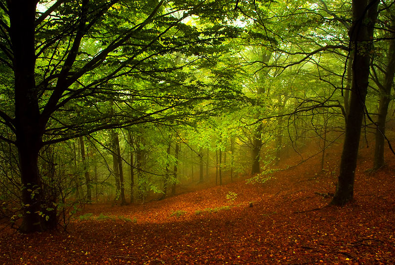 La magia de la luz II (Montseny)