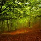 La magia de la luz II (Montseny)